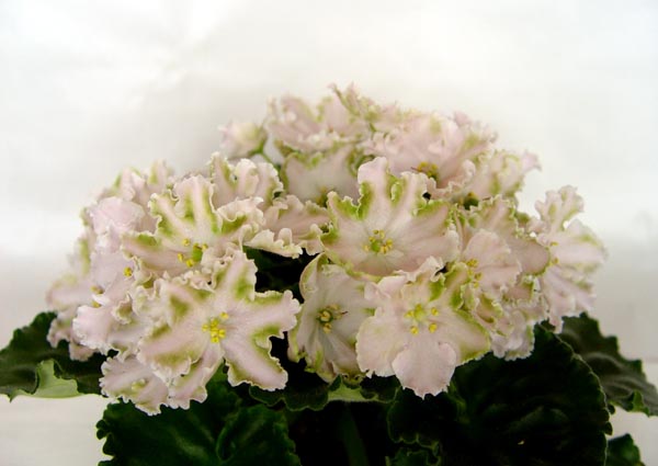 DSC08772.jpg