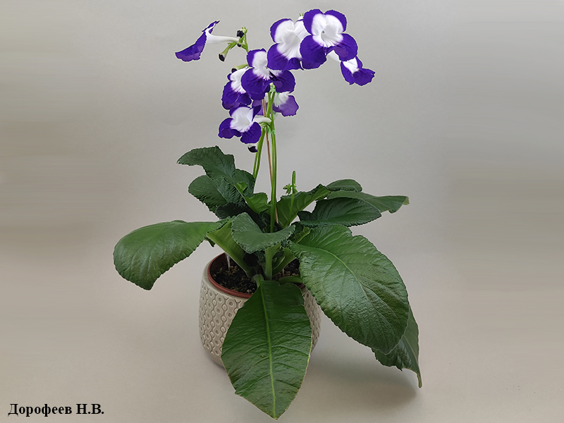 Fleischle Roulette Azur