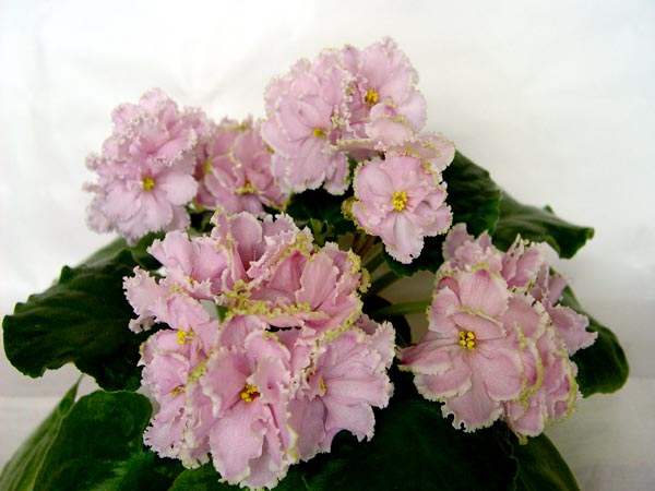 DSC08727.jpg