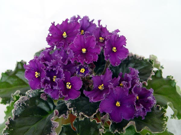 DSC08763.jpg