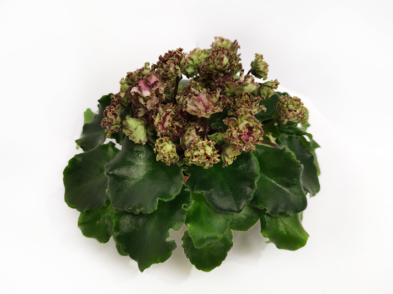 Allegro Pink Pistachio.jpg