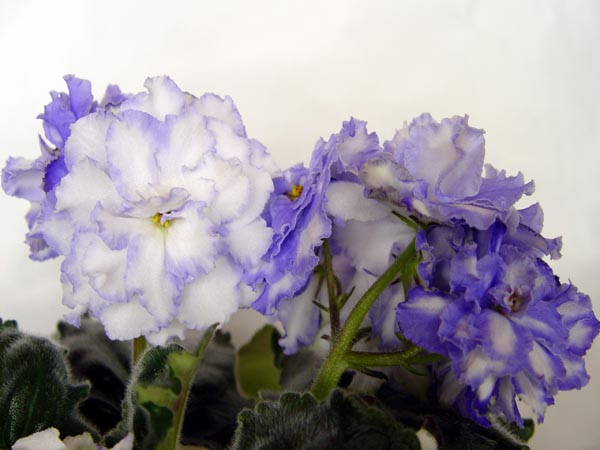 DSC08748.jpg