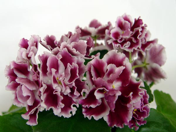 DSC08741.jpg