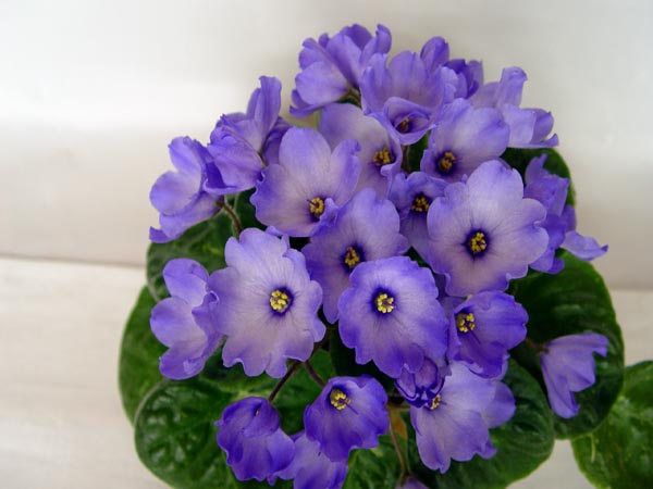 DSC08755.jpg