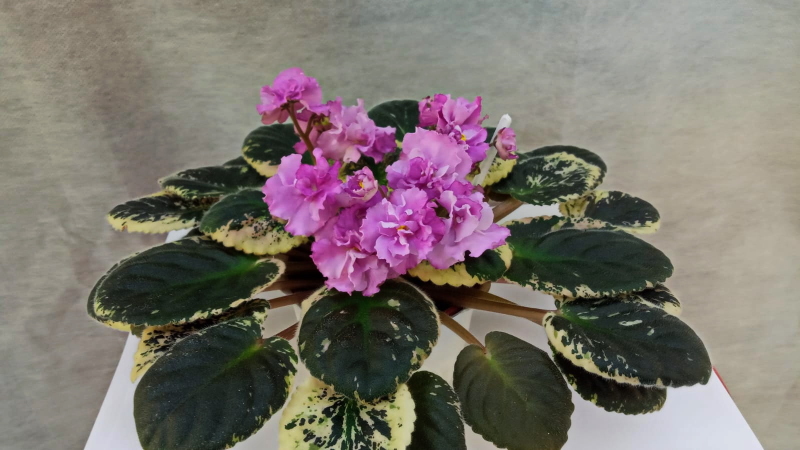 Apache Primrose