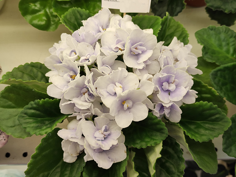 Blue Victoria