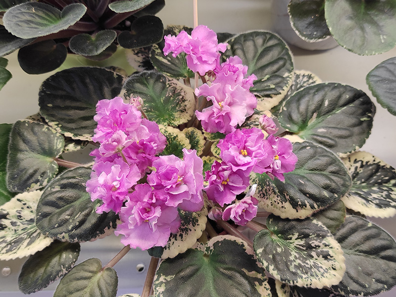 Apache Primrose