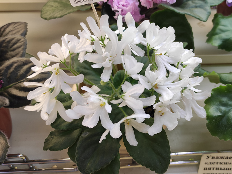 Lunar Lily White