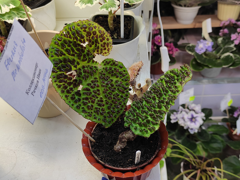 Melanobullata