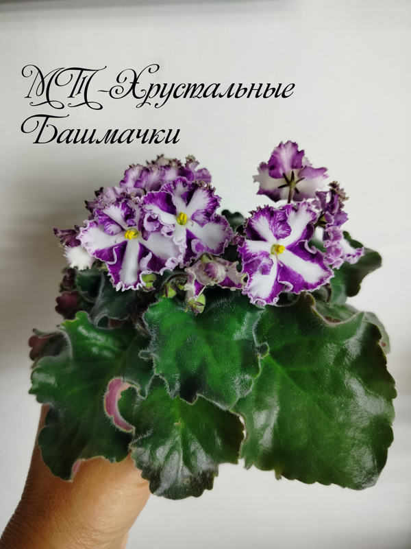 МТ-Хрустальные Башмачки (М.Тотиева)..jpg