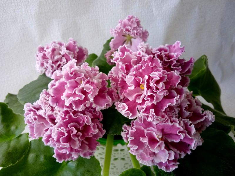 ПТ-Катерина.JPG