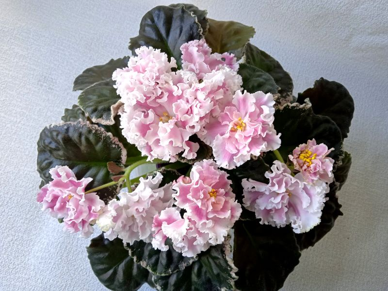 ПТ-Генриетта (2).JPG
