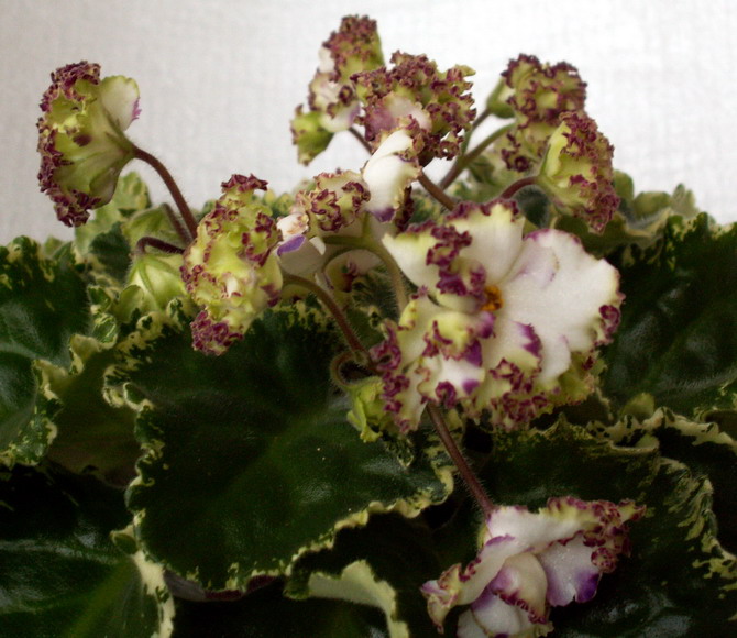 Precious Rose sport.jpg