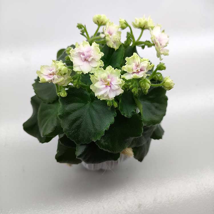 Morgan's Drifter's Rose (C.Eros)