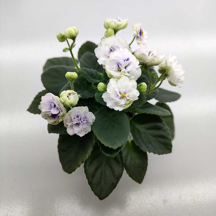 Rob's Cotton Ball (R.Robinson)
