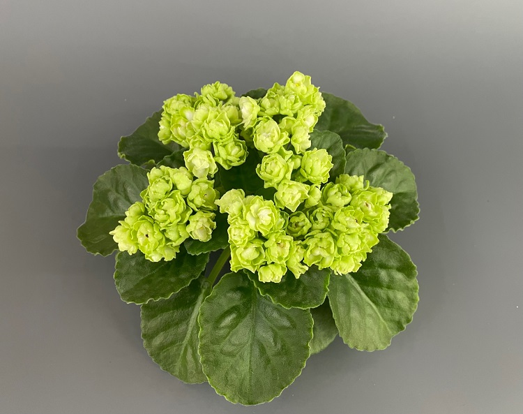 Hunter's Cabbage Goddess.jpg