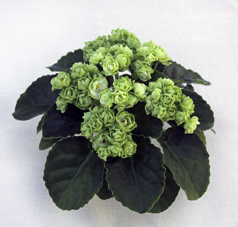 1 место – Hunter's Cabbage Goddess (K. Muzalewski), колл. М. Шум