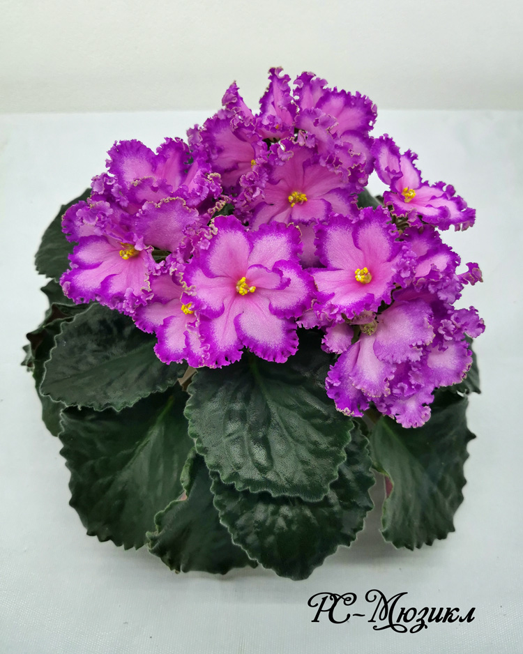 РС-Мюзикл.jpg