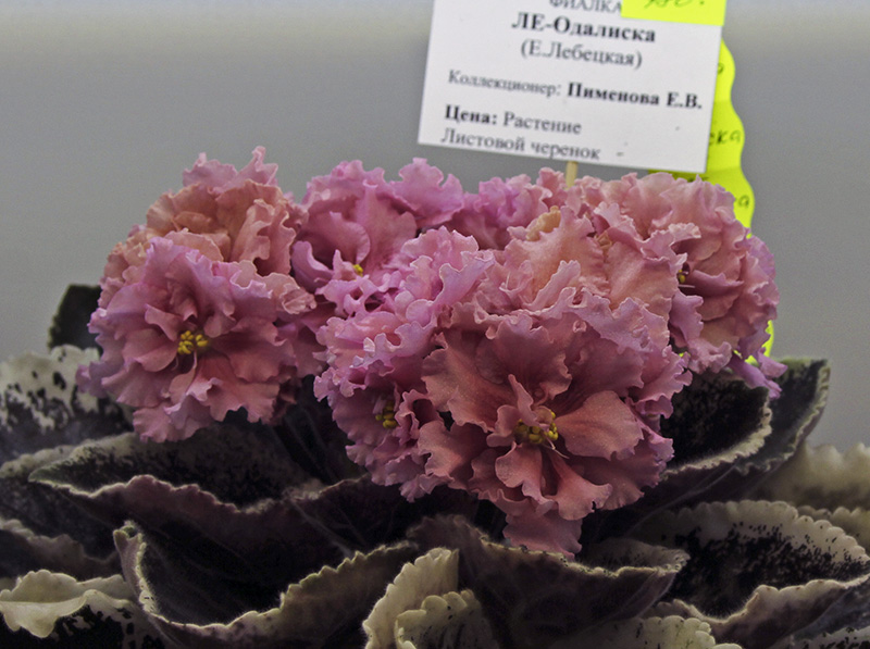 ЛЕ-Одалиска