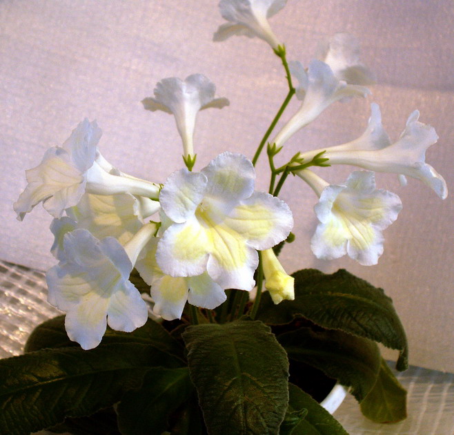 ЦФ-Злата.jpg