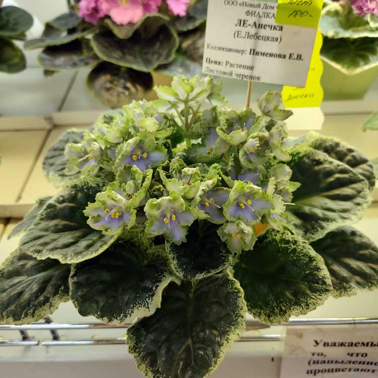ЛЕ-Анечка