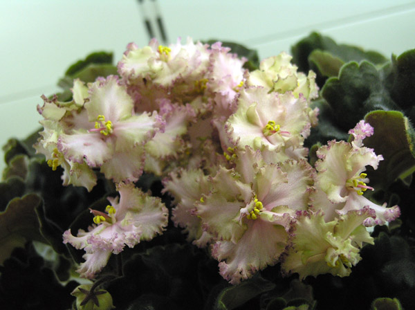Pink Jade (S. Sorano) из коллекции Артёмовой.