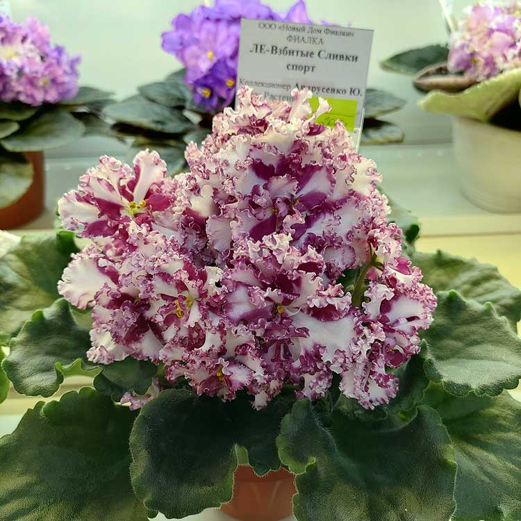 ЛЕ-Взбитые Сливки спорт