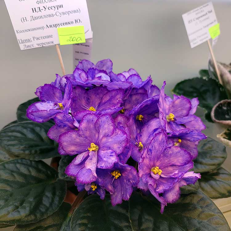 НД-Уссури
