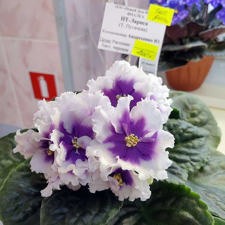 ПТ-Лариса