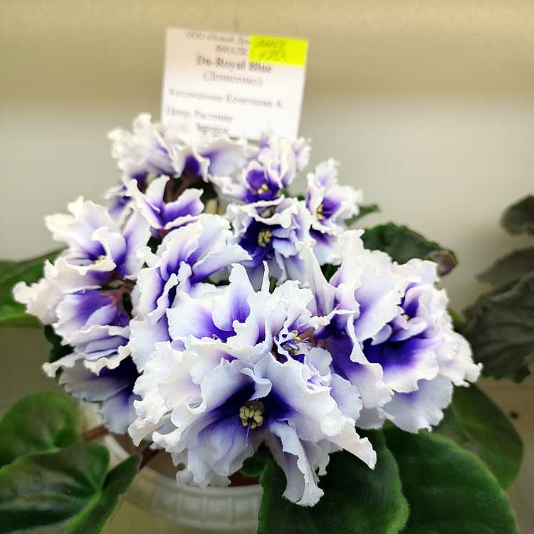 Dn-Royal Blue