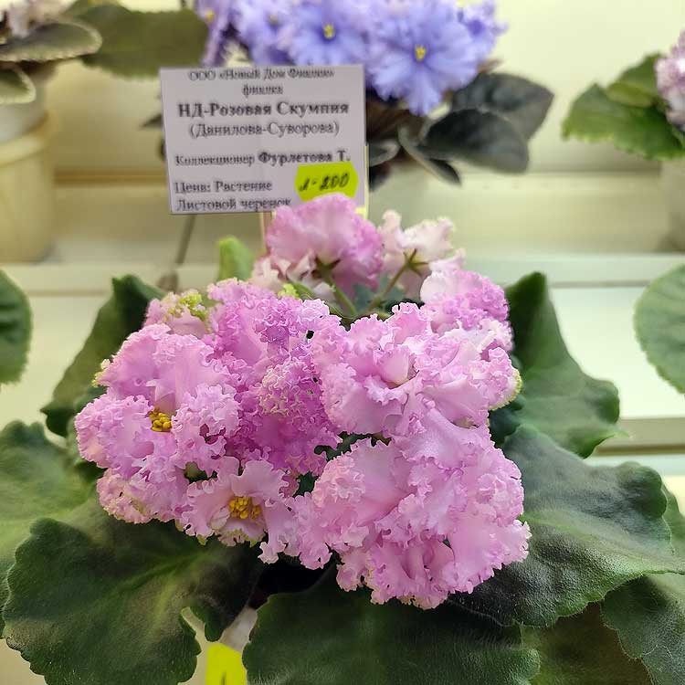 НД-Розовая Скумпия