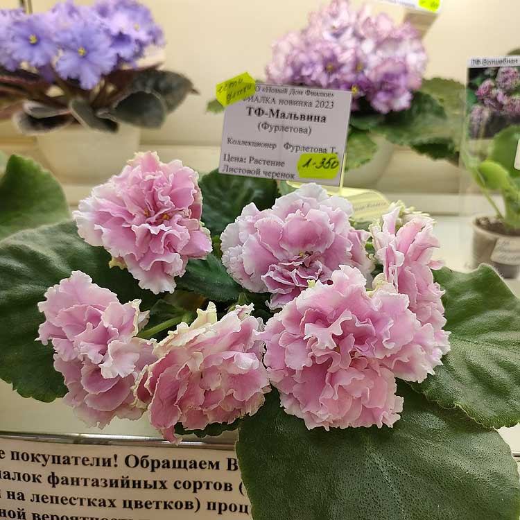 ТФ-Мальвина