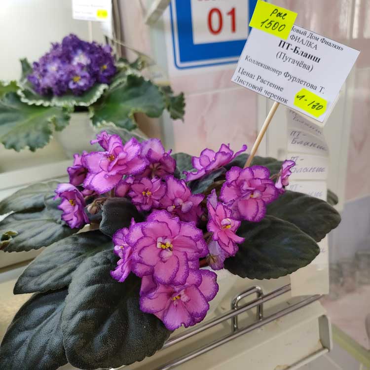ПТ-Бланш