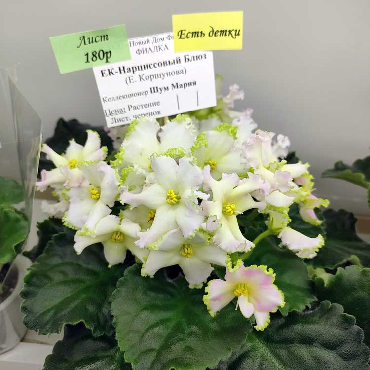 ЕК-Нарциссовый Блюз