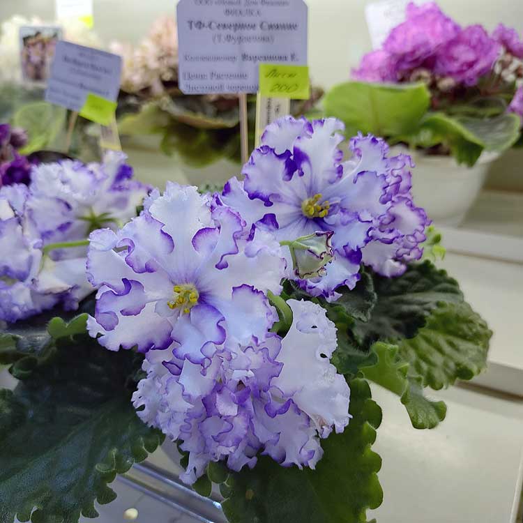 ТФ-Северное Сияние