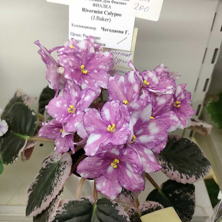 Rivermist Calypso