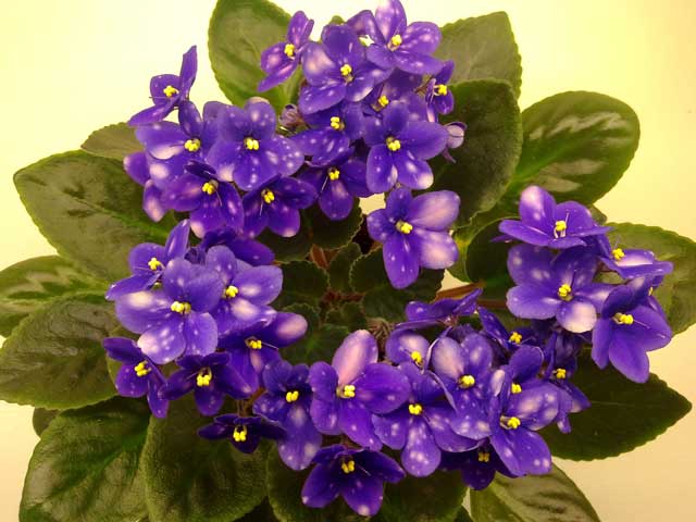 ness'-blueberry-puff.jpg