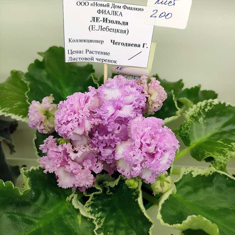 ЛЕ-Изольда