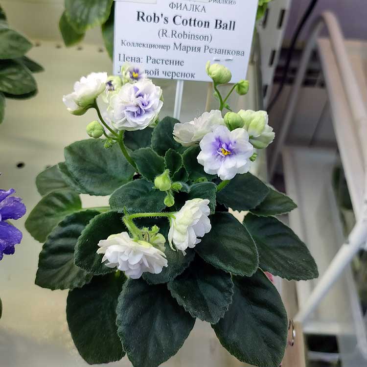Rob's Cotton Ball