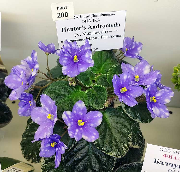 Hunter's Andromeda