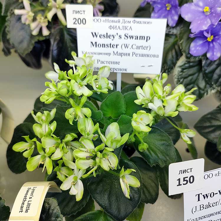 Wesley's Swamp Monster