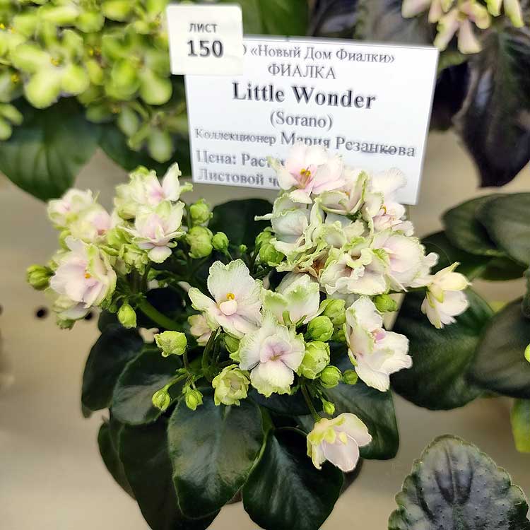Little Wonder