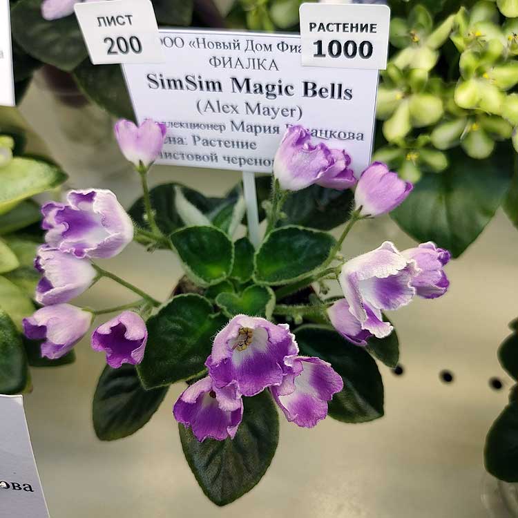 SimSim Magic Bells