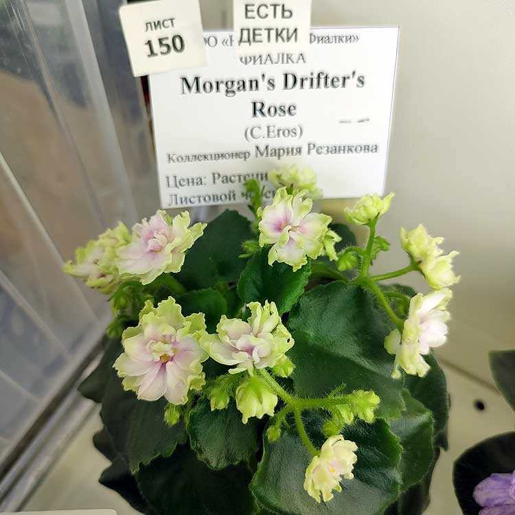 Morgan's Drifter's Rose
