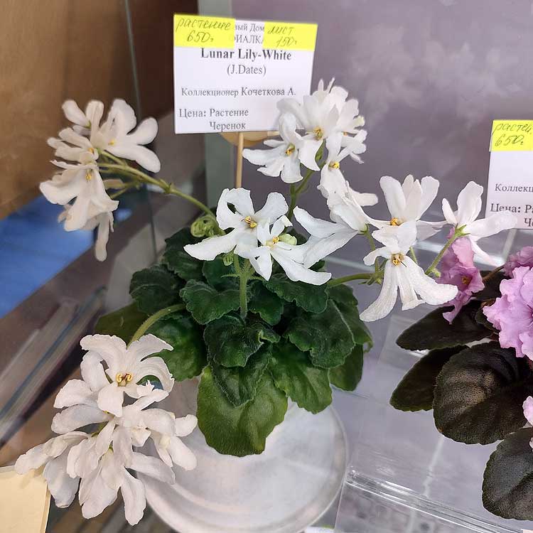 Lunar Lily White