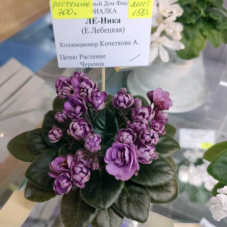ЛЕ-Ника