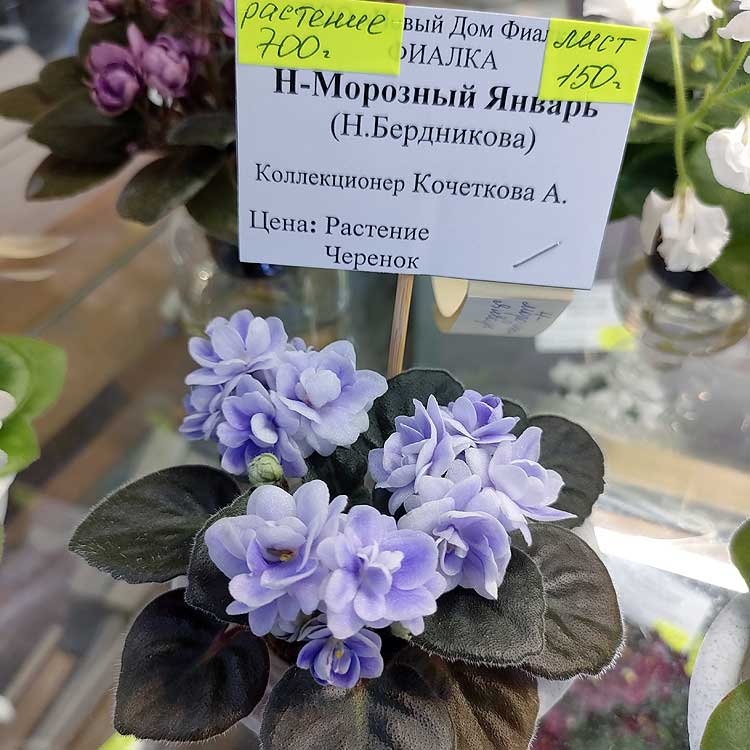 Н-Морозный Январь