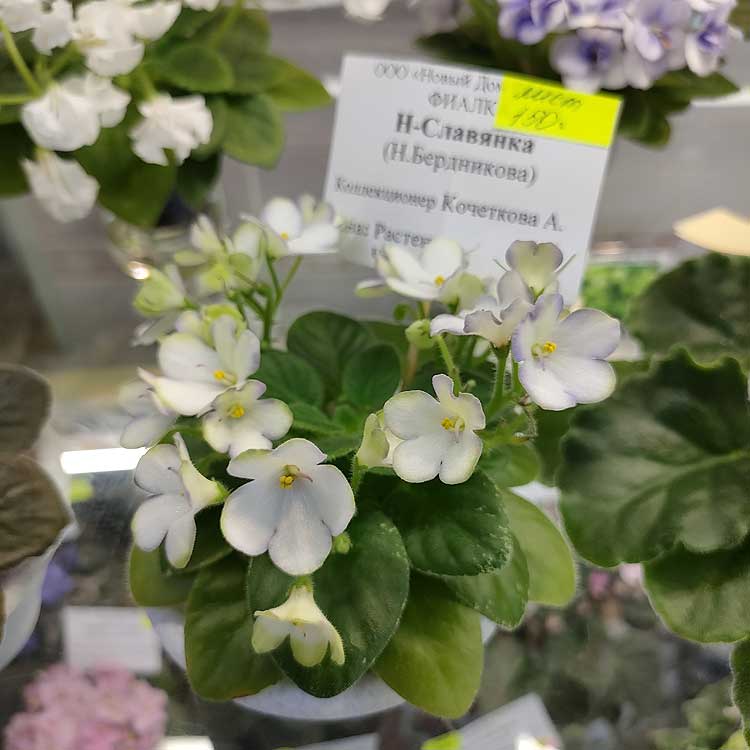 Н-Славянка