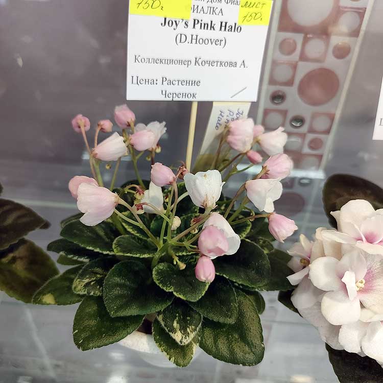 Joy's Pink Halo