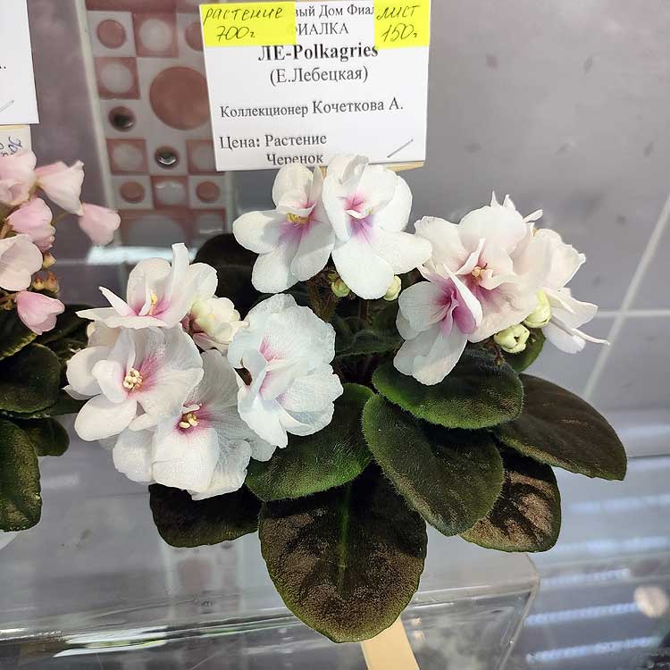 ЛЕ-Polkagris